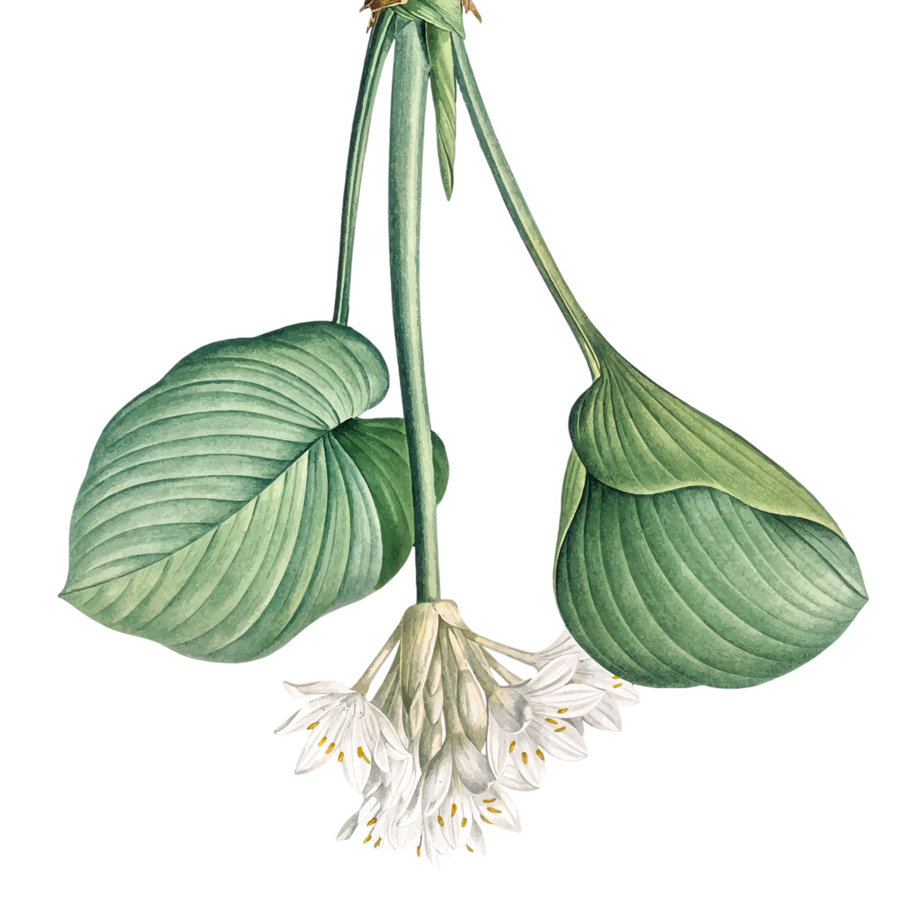 Wild Blooms
