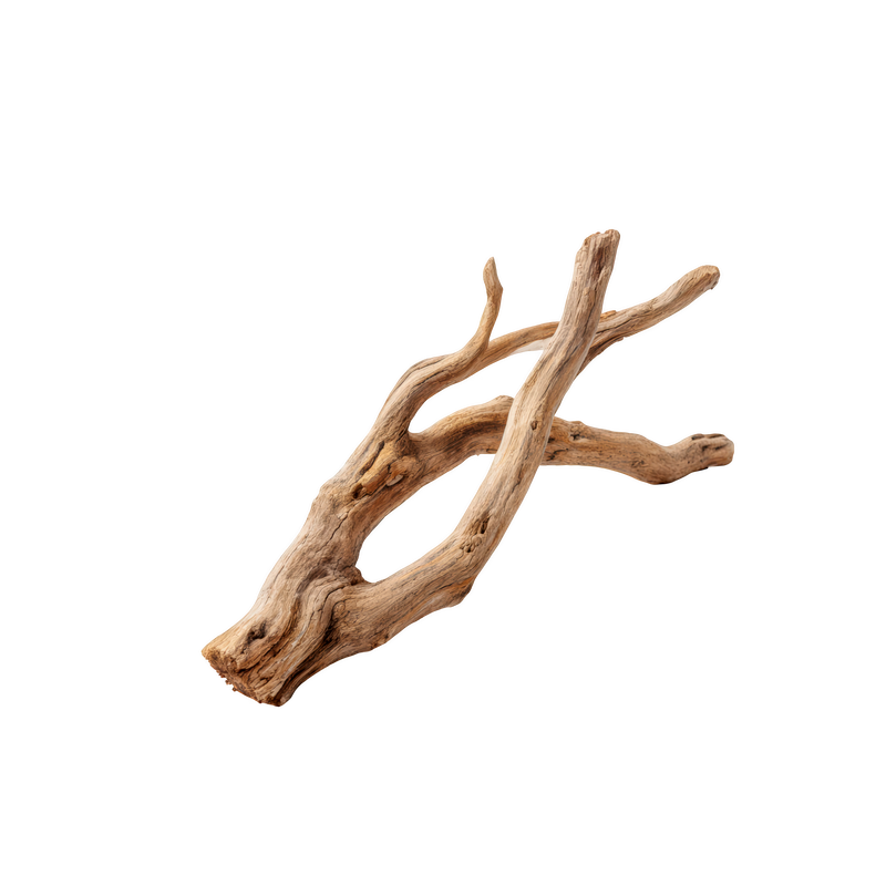 ASHWAGANDHA ROOT — botanical ingredient in Velora herbal sleep tea by Maison De Jarin