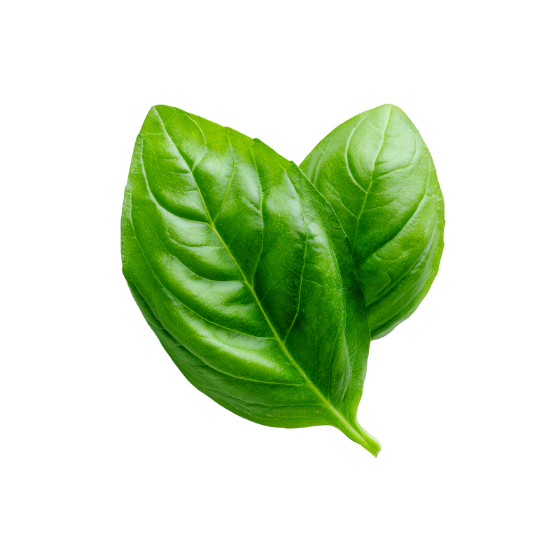 TULSI — botanical ingredient in AERIS by Maison De Jarin