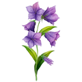 Blue Pea Flower
