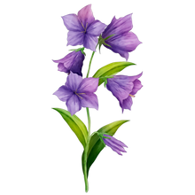 Blue Pea Flower
