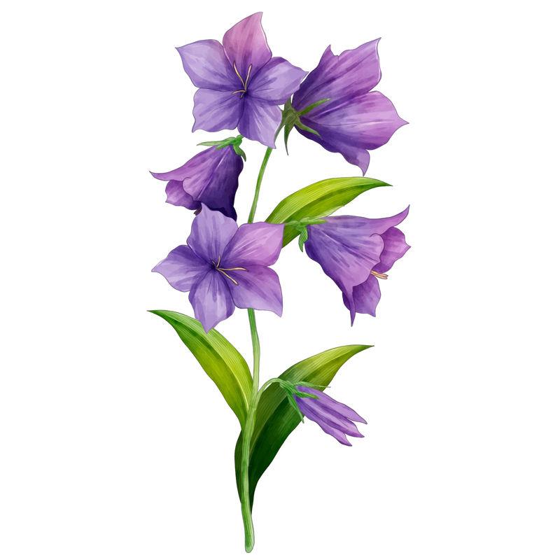 BLUE PEA FLOWER — botanical ingredient in Velora herbal sleep tea by Maison De Jarin