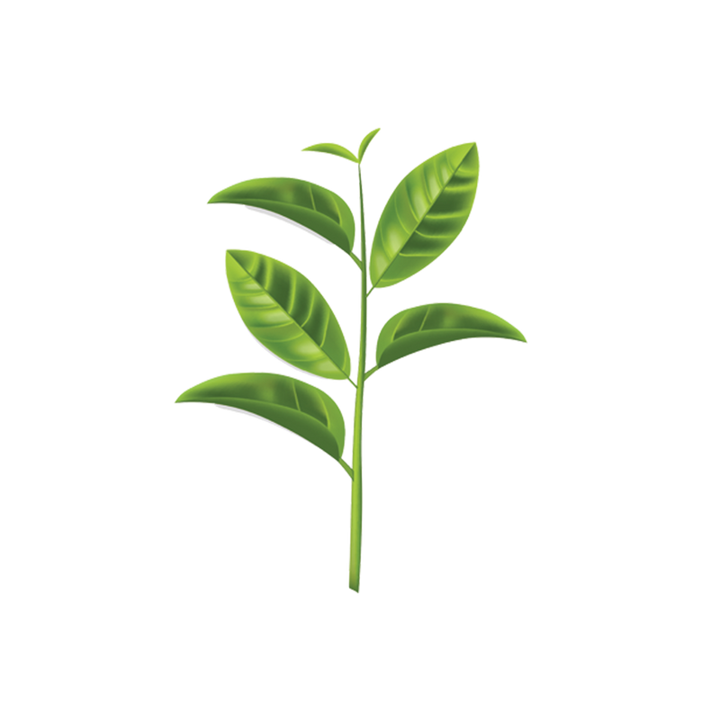 Single Estate Black Tea — botanical ingredient in Kashmiri Chai by Maison De Jarin