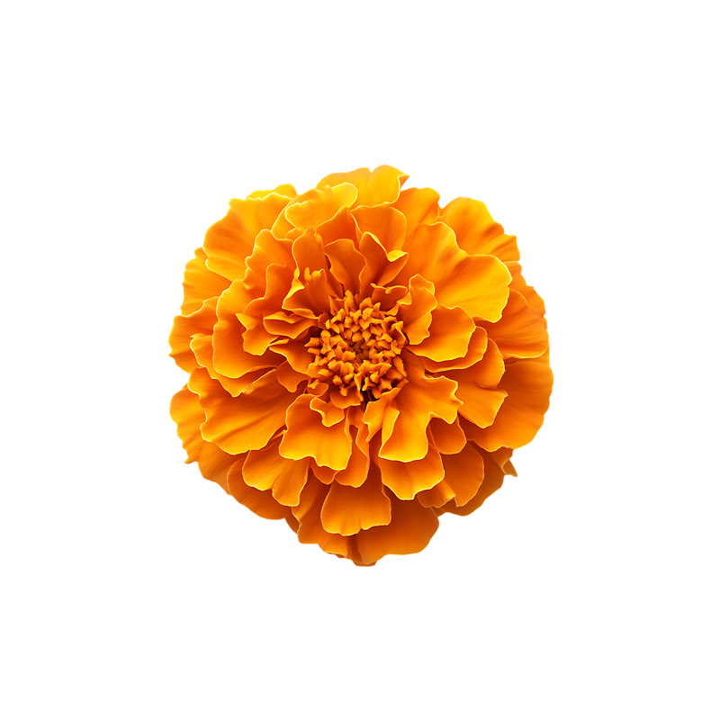 CALENDULA — botanical ingredient in Velora herbal sleep tea by Maison De Jarin