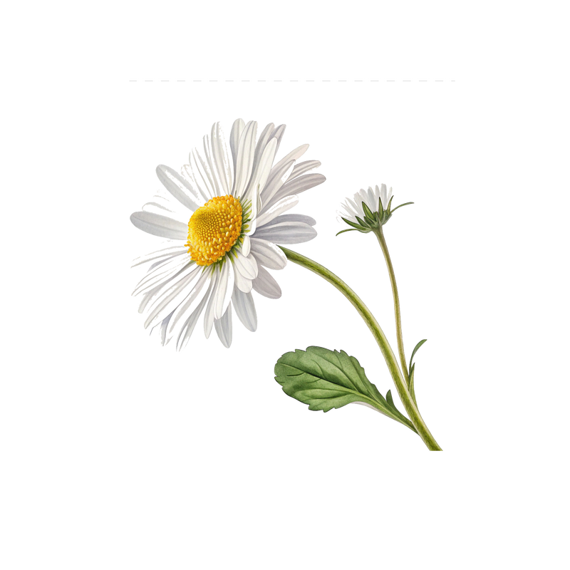 CHAMOMILE — botanical ingredient in Velora herbal sleep tea by Maison De Jarin