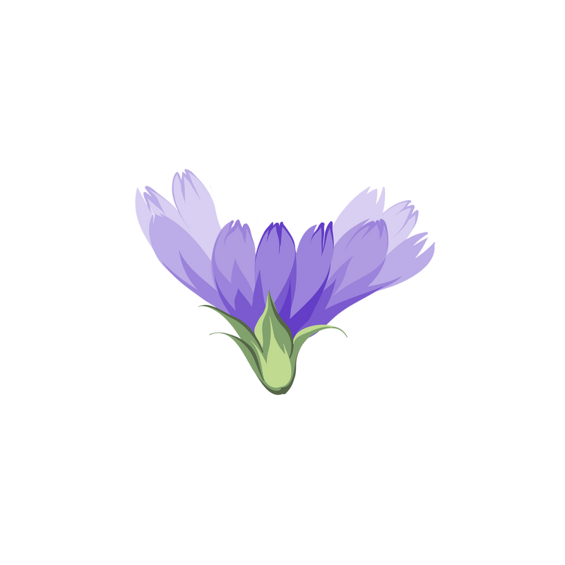 CORNFLOWER PETALS — botanical ingredient in Velora herbal sleep tea by Maison De Jarin