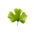 Lemon Balm & Ginkgo
