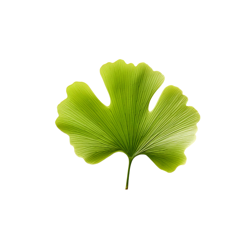GINKGO BILOBA — botanical ingredient in Velora herbal sleep tea by Maison De Jarin