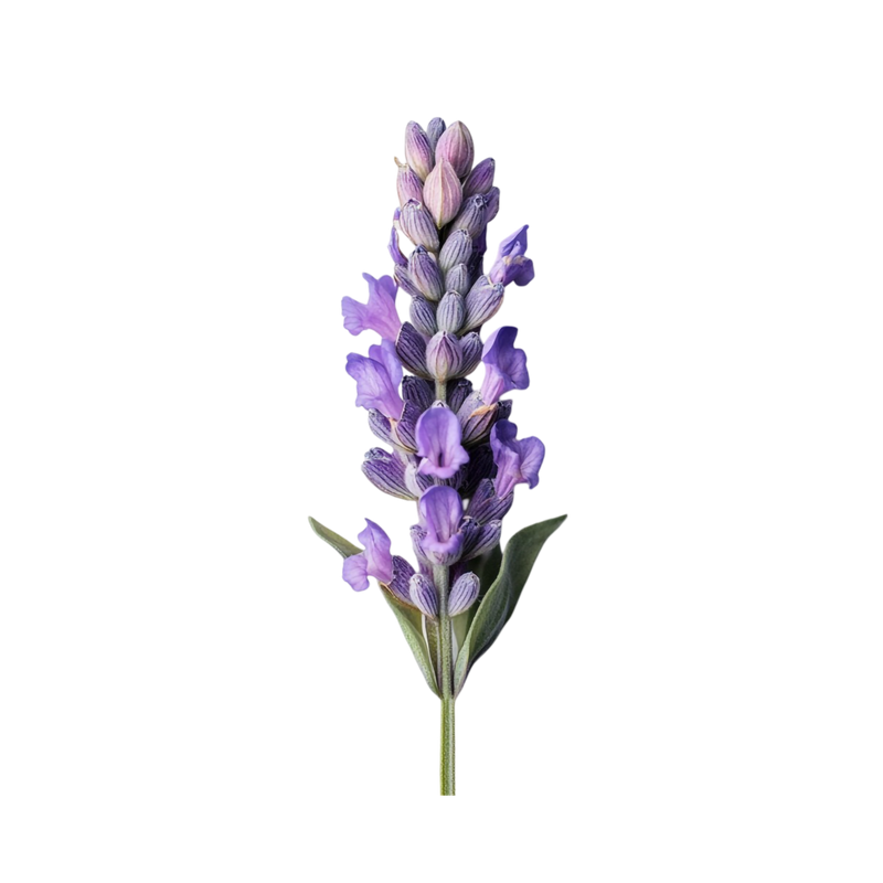 LAVENDER — botanical ingredient in Velora herbal sleep tea by Maison De Jarin