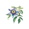 Passionflower & Lavender