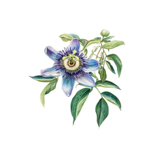 Passionflower & Lavender