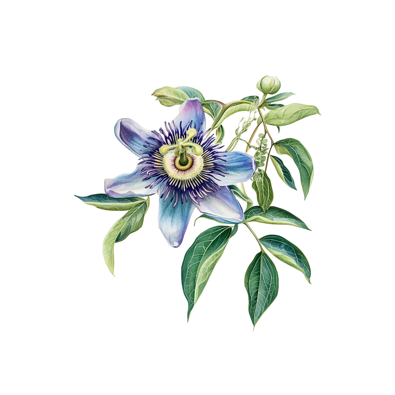 PASSION FLOWER — botanical ingredient in Velora herbal sleep tea by Maison De Jarin