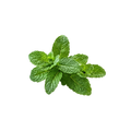 Spearmint