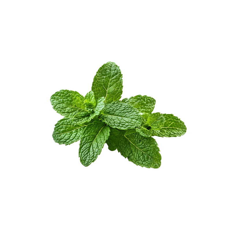 PEPPERMINT — botanical ingredient in VELORA by Maison De Jarin