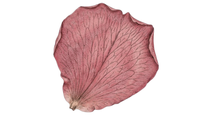 ROSE PETALS — botanical ingredient in Velora herbal sleep tea by Maison De Jarin