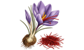 Saffron & Cardamom