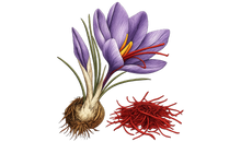 Saffron & Cardamom