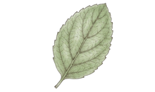 Tulsi & Calendula