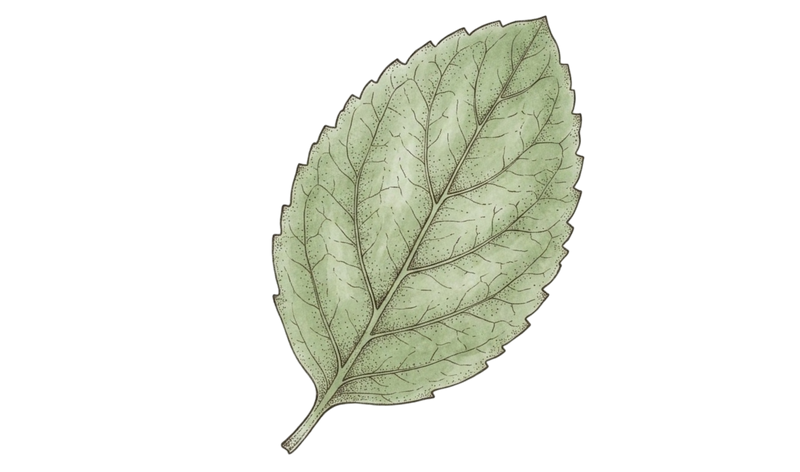 TULSI — botanical ingredient in Velora herbal sleep tea by Maison De Jarin