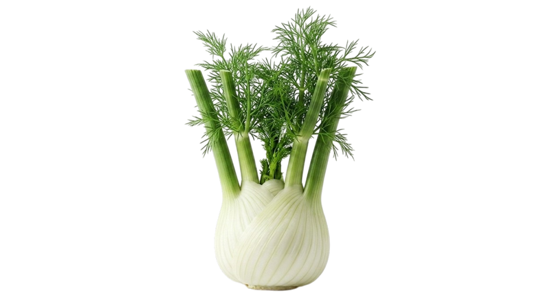 FENNEL — botanical ingredient in Velora herbal sleep tea by Maison De Jarin