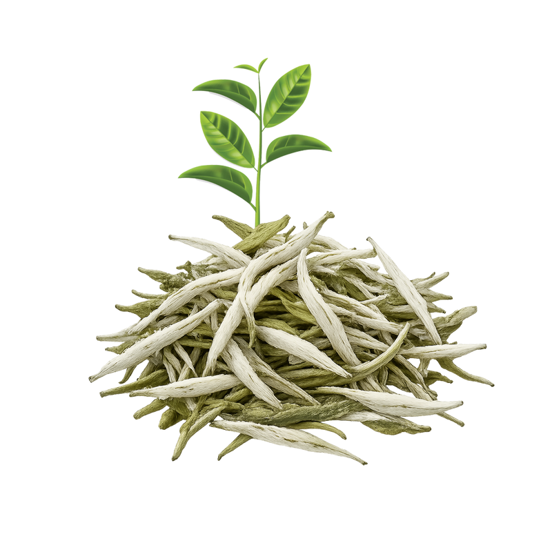 RARE WHITE TEA — botanical ingredient in Velora herbal sleep tea by Maison De Jarin