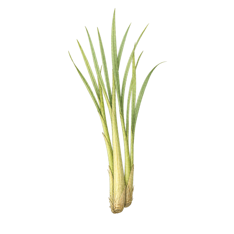 LEMONGRASS — botanical ingredient in Velora herbal sleep tea by Maison De Jarin