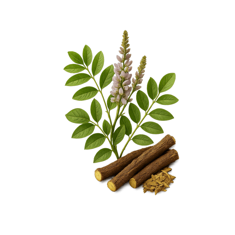 LICORICE ROOT — botanical ingredient in Velora herbal sleep tea by Maison De Jarin