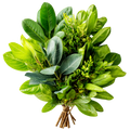 Ancient Herbs