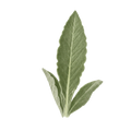 Mullein Leaf & Tulsi