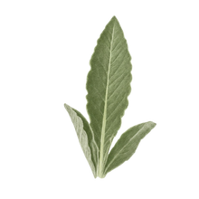 Mullein Leaf & Tulsi