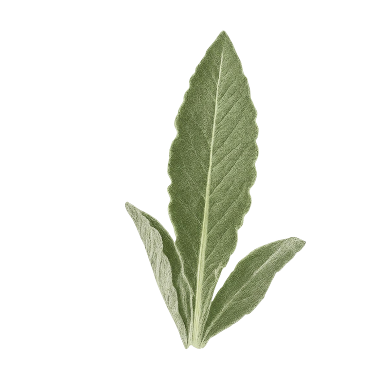MULLEIN LEAF — botanical ingredient in Velora herbal sleep tea by Maison De Jarin