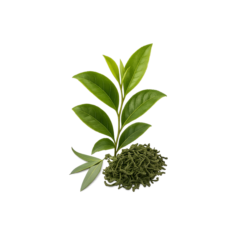 NILGIRI ORGANIC  — botanical ingredient in Velora herbal sleep tea by Maison De Jarin