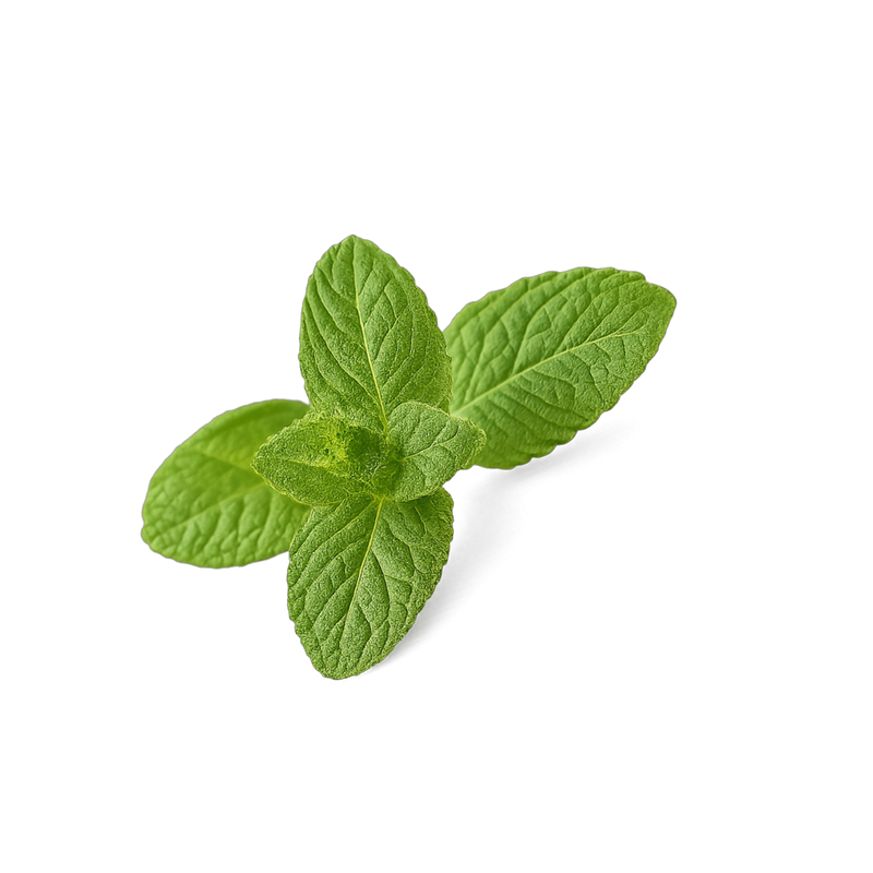 PEPPERMINT — botanical ingredient in Velora herbal sleep tea by Maison De Jarin