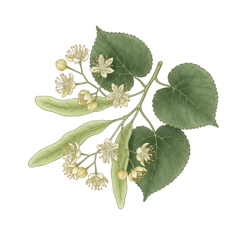 LIDEN FLOWER — botanical ingredient in Velora herbal sleep tea by Maison De Jarin