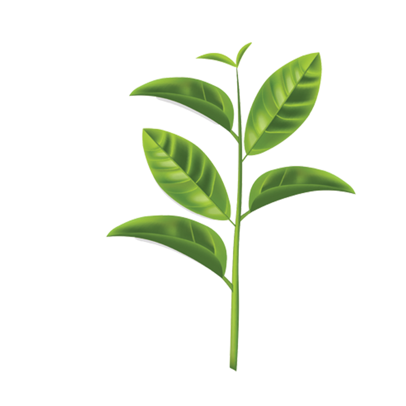 Orthodox Tea — botanical ingredient in Gujarati Chai by Maison De Jarin