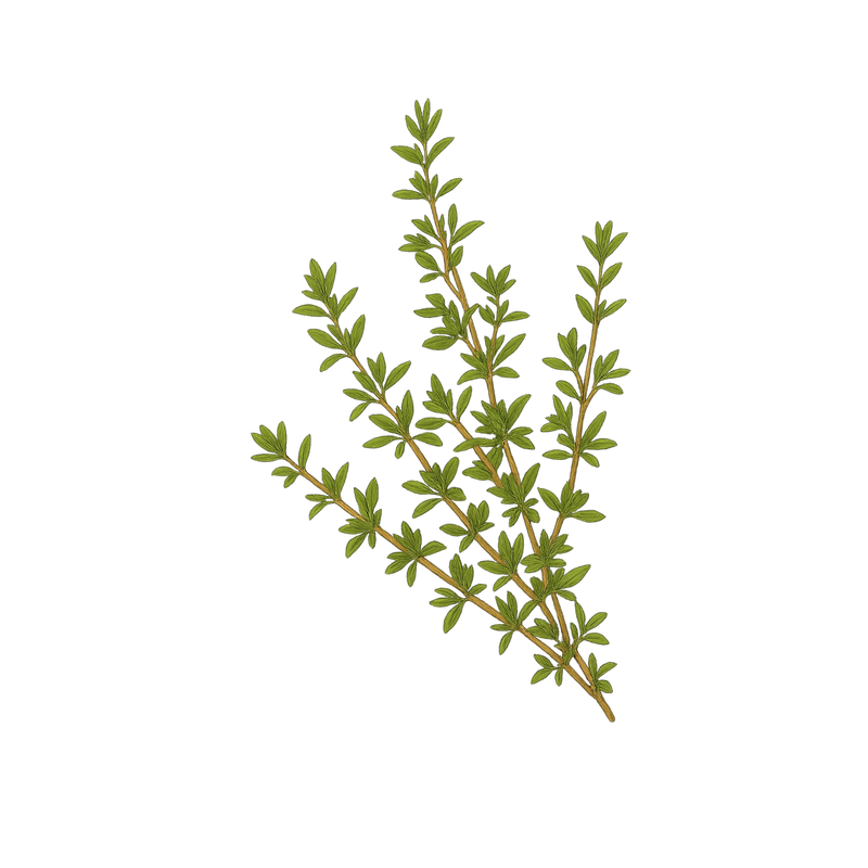 THYME — botanical ingredient in AERIS by Maison De Jarin